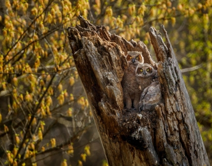 Picture of GREAT HORNED OWLETS 2