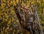 Picture of GREAT HORNED OWLETS 2