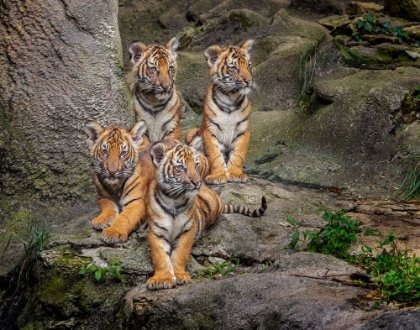 Picture of MALAYAN TIGER CUBS OIL PAINT
