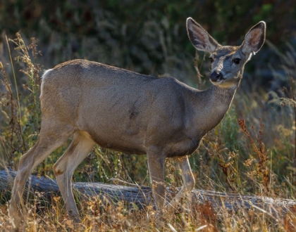 Picture of MULE DEER YNP