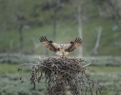 Picture of OSPREY LANDS ON NEST WITH CHICK
