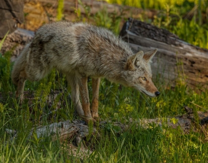 Picture of STALKING COYOTE YNP