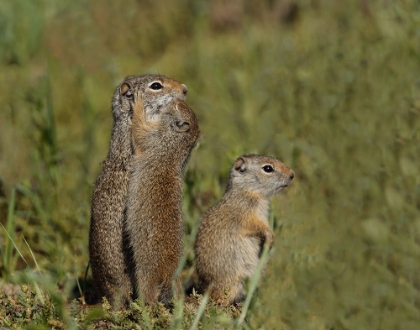 Picture of UINTA GROUND SQUIRREL BABY KISSES MOM YNP