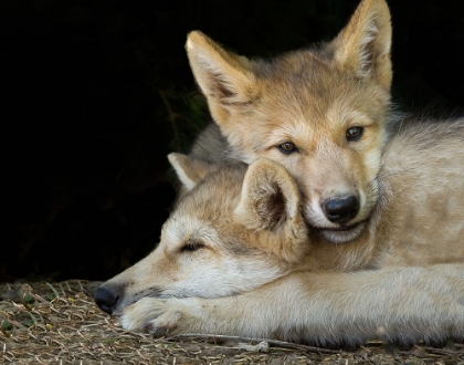 Picture of WOLF PUP BROTHERS