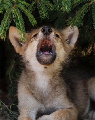 Picture of WOLF PUP HOWLS