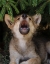 Picture of WOLF PUP HOWLS