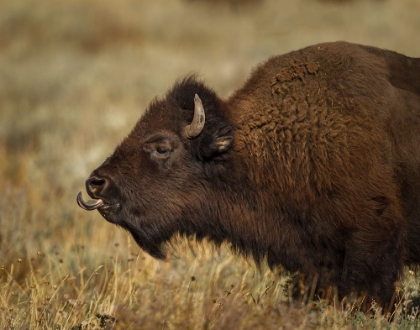 Picture of YELLOWSTONE BISON TONGUE OUT