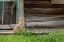 Picture of COYOTE BY LOG CABIN DOOR