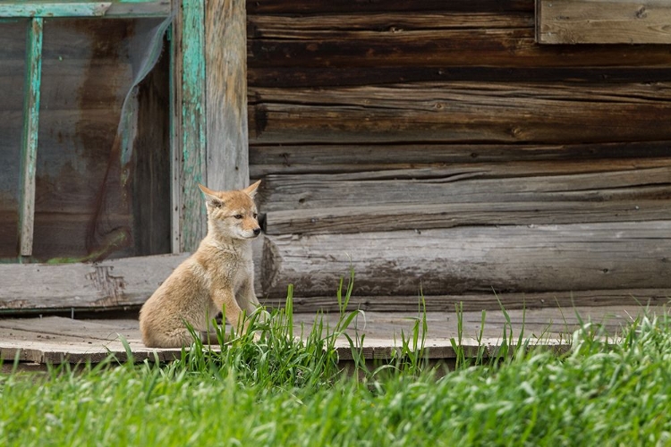 Picture of COYOTE BY LOG CABIN DOOR