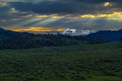 Picture of LAMAR VALLEY SUNRISE