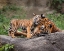 Picture of MALAYAN TIGER CUB: PRICELESS