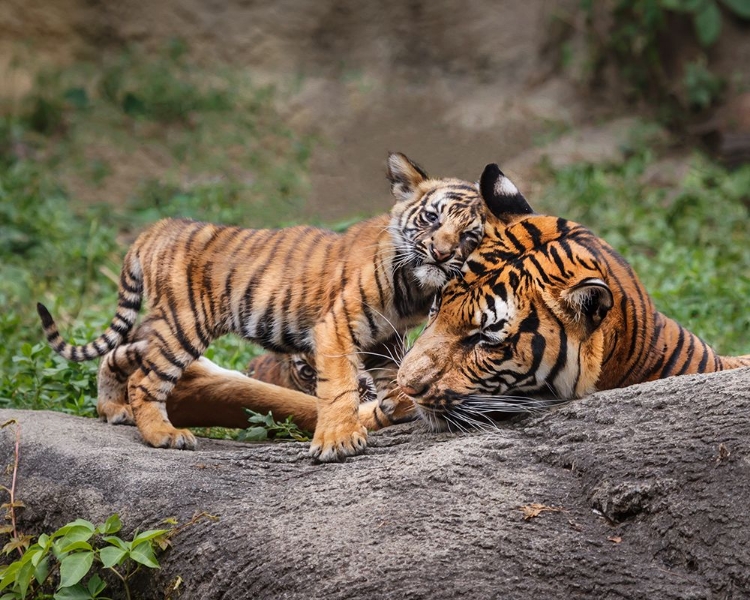 Picture of MALAYAN TIGER CUB: PRICELESS