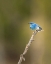 Picture of MOUNTAIN BLUE BIRD
