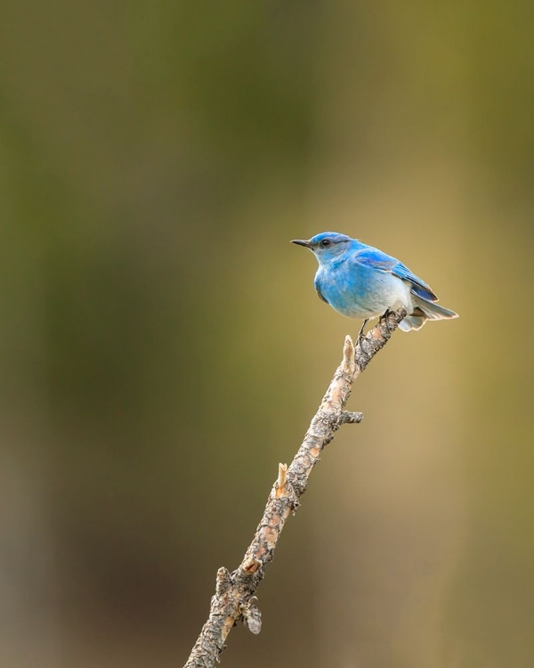 Picture of MOUNTAIN BLUE BIRD