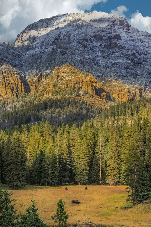 Picture of BISON GRAZING IN THE YELLOWSTONE GRAND LANDSCAPE