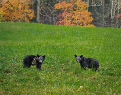Picture of BLACK BEAR CUBS