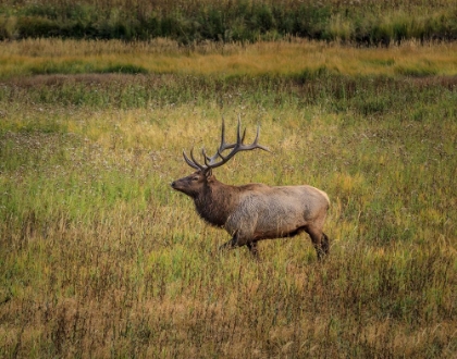 Picture of BULL ELK YELLOWSTONE