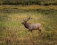 Picture of BULL ELK YELLOWSTONE