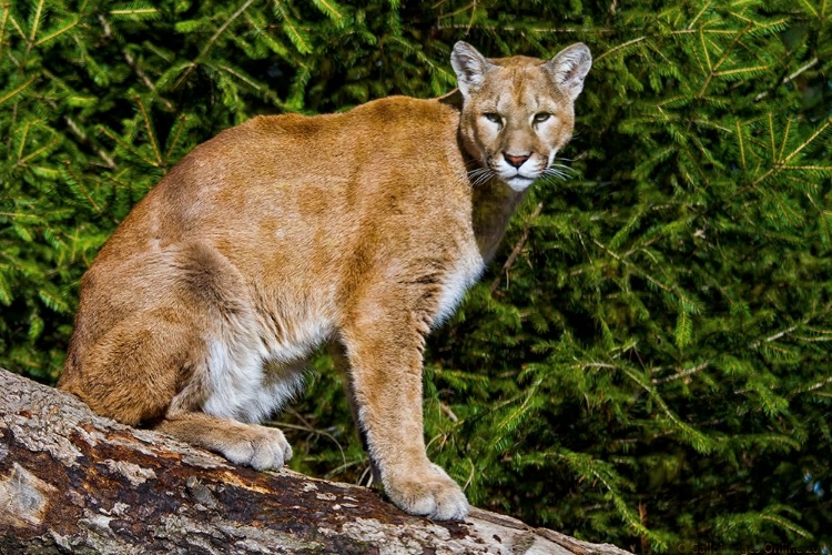 Picture of COUGAR