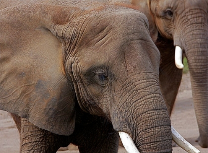 Picture of ELEPHANTS 2