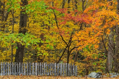 Picture of FALL FENCE SCENE