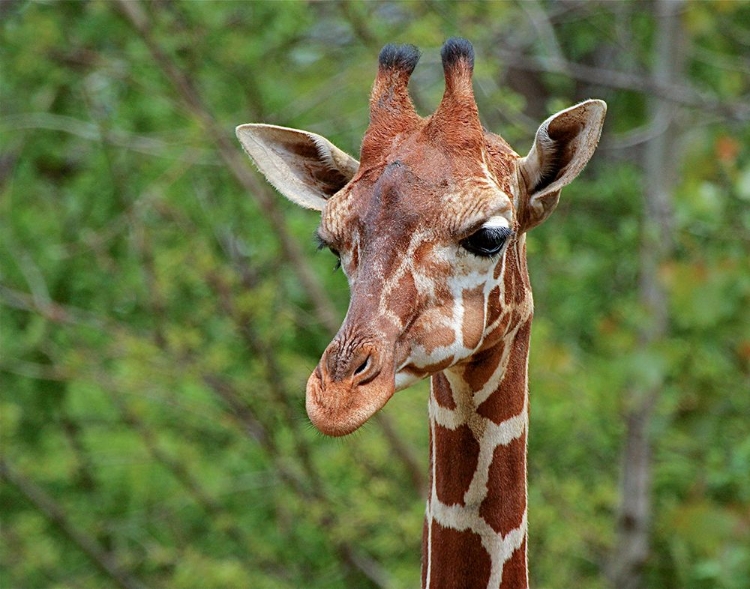 Picture of GIRAFFE