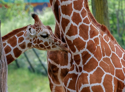 Picture of GIRAFFE AND CALF