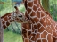 Picture of GIRAFFE AND CALF
