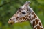 Picture of GIRAFFE PORTRAIT