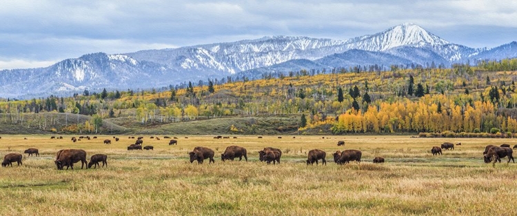 Picture of GRAND TETON BISON GRAZING