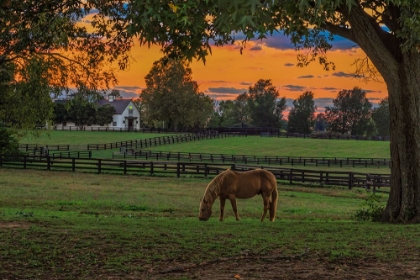 Picture of HORSE FARM SUNSET