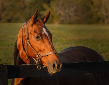 Picture of HORSE PORTRAIT