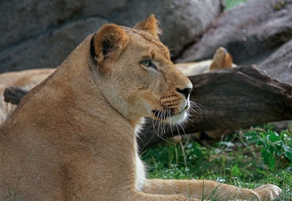 Picture of LIONESS