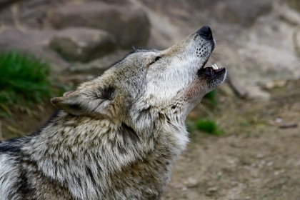 Picture of MEXICAN WOLF
