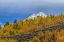 Picture of MOUNTAIN FALL COLOR