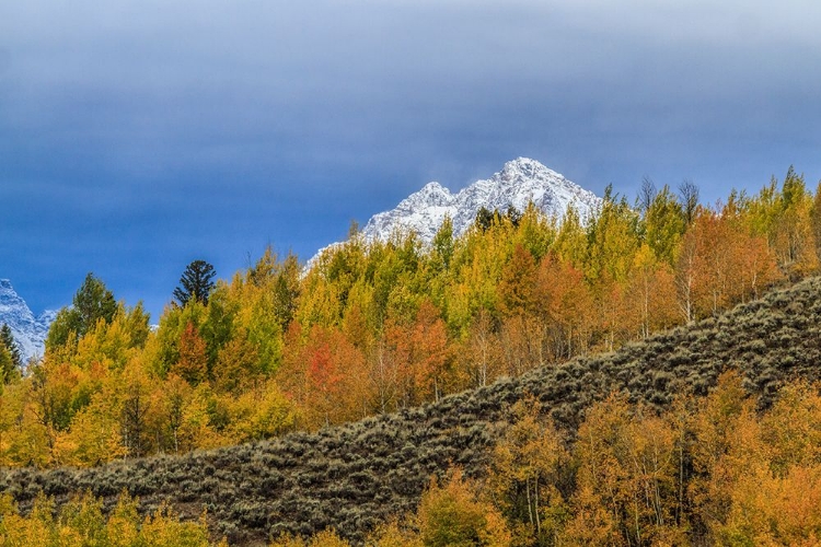 Picture of MOUNTAIN FALL COLOR