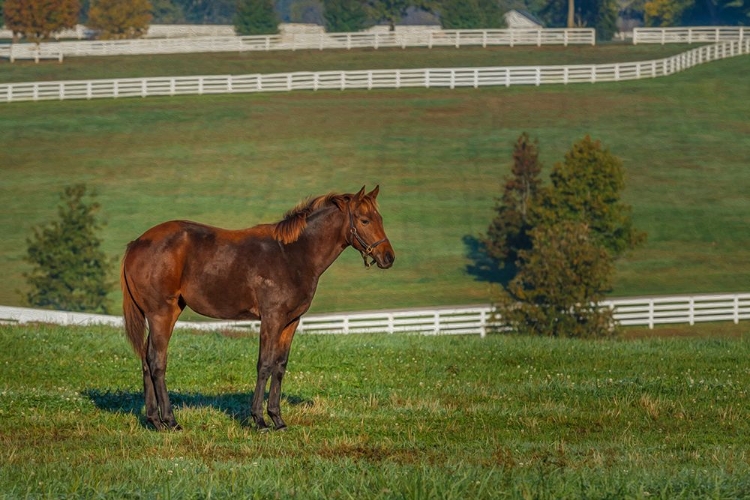 Picture of OUT STANDING IN HIS FIELD (OIL PAINT)