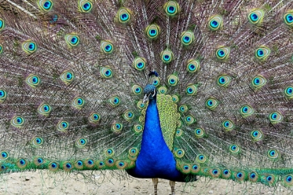 Picture of PEACOCK 1