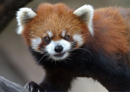 Picture of RED PANDA