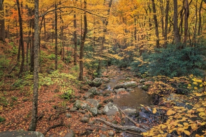 Picture of ROARING FORK STREAM