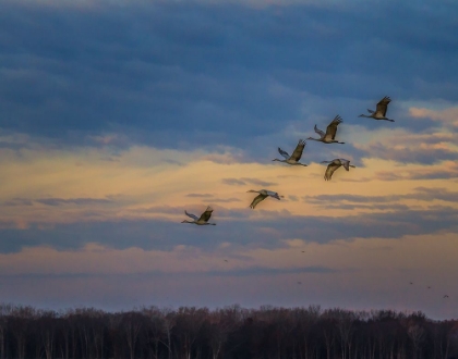 Picture of SANDHILL CRANES AT SUNRISE