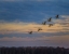 Picture of SANDHILL CRANES AT SUNRISE