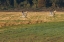 Picture of SANDHILLS TAKE FLIGHT
