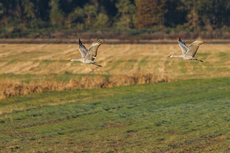 Picture of SANDHILLS TAKE FLIGHT