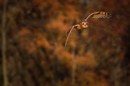 Picture of SHORT EARED OWL