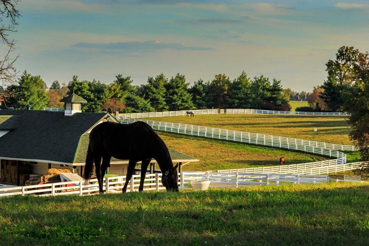 Picture of SUNSET ON THE FARM