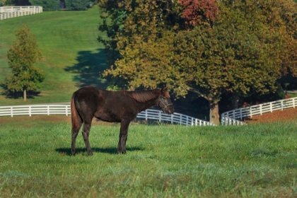 Picture of THE MANE EVENT