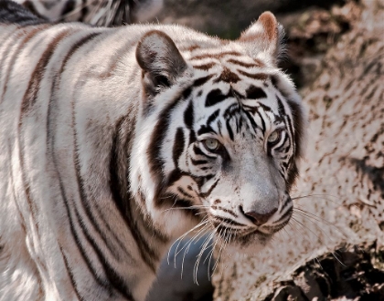 Picture of WHITE TIGER 2