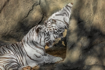 Picture of WHITE TIGER HEADBUTT