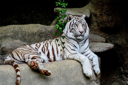 Picture of WHITE TIGER